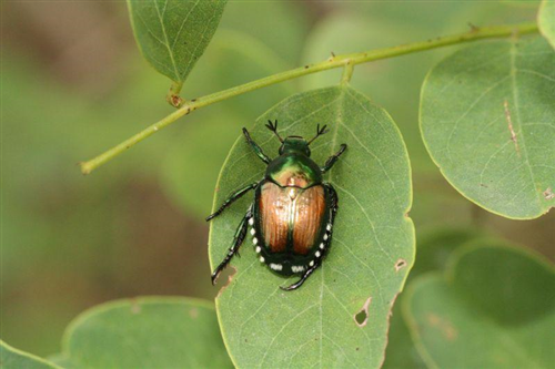 Popillia Japonica